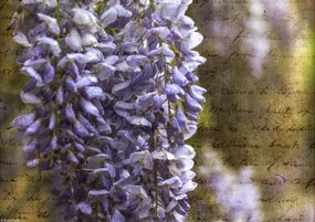 Poszter 29,7x21cm Színes tavaszi Wisteria 2, Assaf Frank