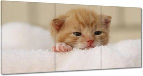 Vászonkép 60x30 Kedves cica