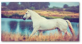 Akrilkép White horse-tó oah-87150545