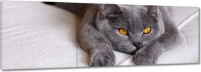 Vászonkép 120x40 Cica