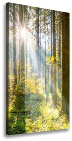 Vászon nyomtatás Sun az erdőben ocv-98252702