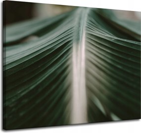 Vászonkép Természet Pálmalevél 100x80