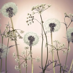 Poszter 30x30cm Réti virágok 3, Assaf Frank