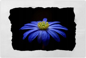 Poszter 60x40 Kék virág