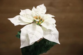 Fehér mikulásvirág, száron 65cm