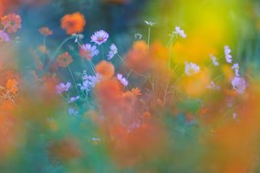Művészeti fotózás The Colorful Garden, Junko Torikai, (40 x 26.7 cm)