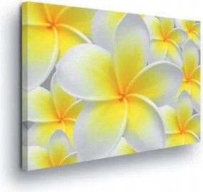 Vászonkép 100x75 Plumeria Frangipani fehér virágok sárga trópusi finomság