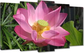 Vászonkép 100x60 Lótusz Lótuszvirág