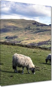 Vászonkép 70x100 Bárányok a csarnokban