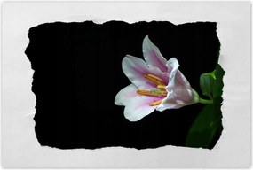 Poszter 60x40 Virágzó rózsaszín liliom