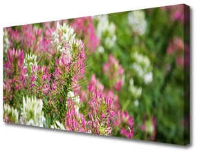 Vászonkép falra Virág Vadvirágok Mező Természet 100x50 cm