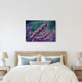Levandula képe (70x50 cm)