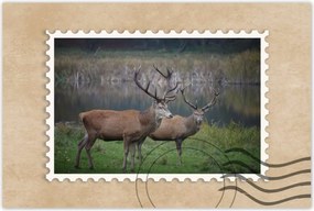 Poszterek 90x60 Szarvasok a természetben Rét