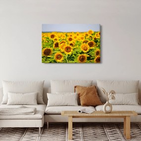 Kép - Napraforgók (90x60 cm)