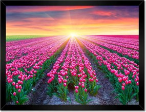 Poszterek keretben 40x30 Tulipánok tengere Virágok