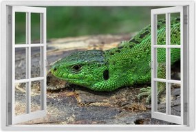 Poszterek 90x60 Zöld gyík