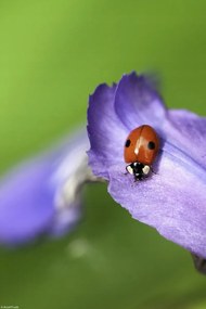 Poszter 20x30cm Katicabogár, Assaf Frank