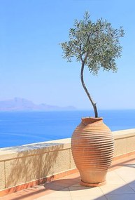 Művészeti fotózás Olive tree growing in a pot, itsabreeze photography, (26.7 x 40 cm)