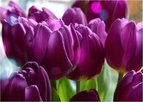 Tulipán képe (üvegen) (70x50 cm)