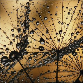 Fali fotótapéta előszoba konyhába Finom cseppek 250x250 Ragasztó