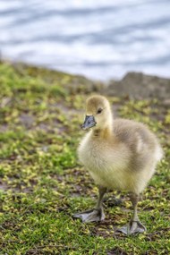 Poszter 40x60cm Gosling, Assaf Frank
