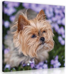 Vászonkép 80x80 Kis kutya terrier lila virágok portré aranyos kis kedvenc