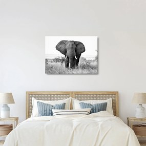 Üveg kép - Afrikai elefánt II. (70x50 cm)