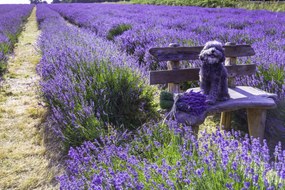 Poszter 45x30cm Kutya a padon a levendulamezőn, Assaf Frank