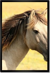 Poszterek keretben 40x60 Lófej