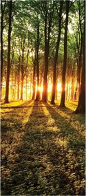 Fotótapéta flizelina Erdei szimfónia Nap fák perspektíva 91x211 +ragasztó