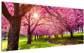 A virágzó cseresznye képe, Hurd Park, Dover, New Jersey (120x50 cm)