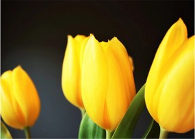 Tulipán képe (70x50 cm)