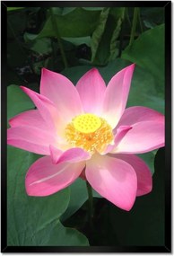 Poszterek keretben 40x60 Lótusz lótuszvirág