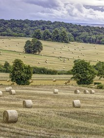 Poszter 60x80cm Szénakazalok a mezőkön, Assaf Frank