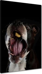 Vászonkép 80x120 Amstaff Evés Kutya