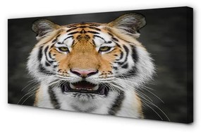 Canvas képek Tigris 100x50 cm