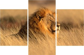 Kép - Etosha Nemzeti Park (90x60 cm)