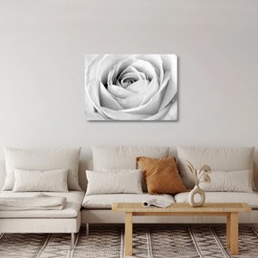 Kép - Rózsa virág részlete (üvegen) (70x50 cm)