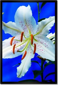 Poszter keretben 40x60 Liliom Fehér virág Virág