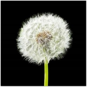 Poszterek 70x70 Pitypang virág rét