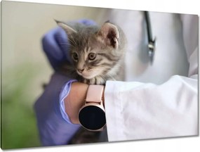 Képek 120x80 Kutatás állatorvos macska