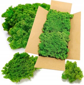 Izlandi moha stabilizált világos zöld Természetes dekoratív