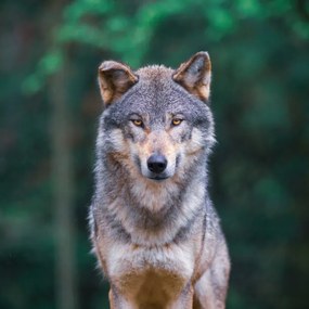 Fotográfia Grey wolf  looking straight in, tilo