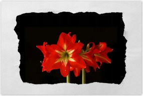 Poszterek 90x60 Amarillisz