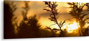 Kép - A nap lenyugszik a fák mögött (120x50 cm)