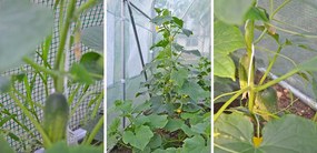 Kerti fóliaház/fóliasátor 2x4,5 m UV szűrővel PREMIUM