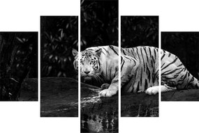 Kép - albínó tigris, fekete-fehér (150x105 cm)