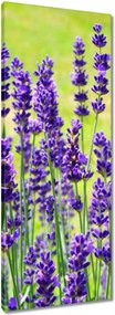 Vászonkép 40x100 Levendula virágok