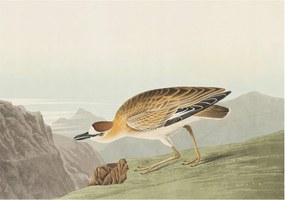 Flizelina fotótapéta Nappaliba és Hálószobába Hegyi madár 208x146 Ragasztó