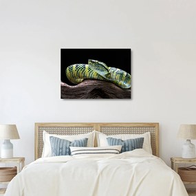 Üveg kép - Wagler csörgőkígyó (70x50 cm)